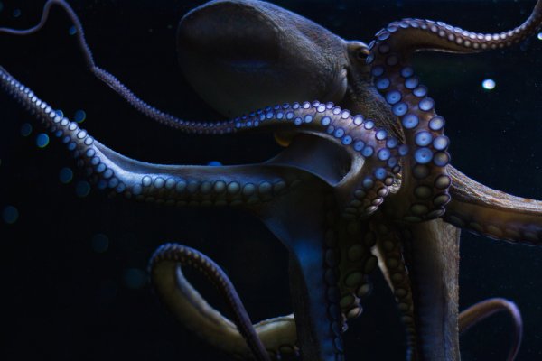 Kraken оригинальная ссылка