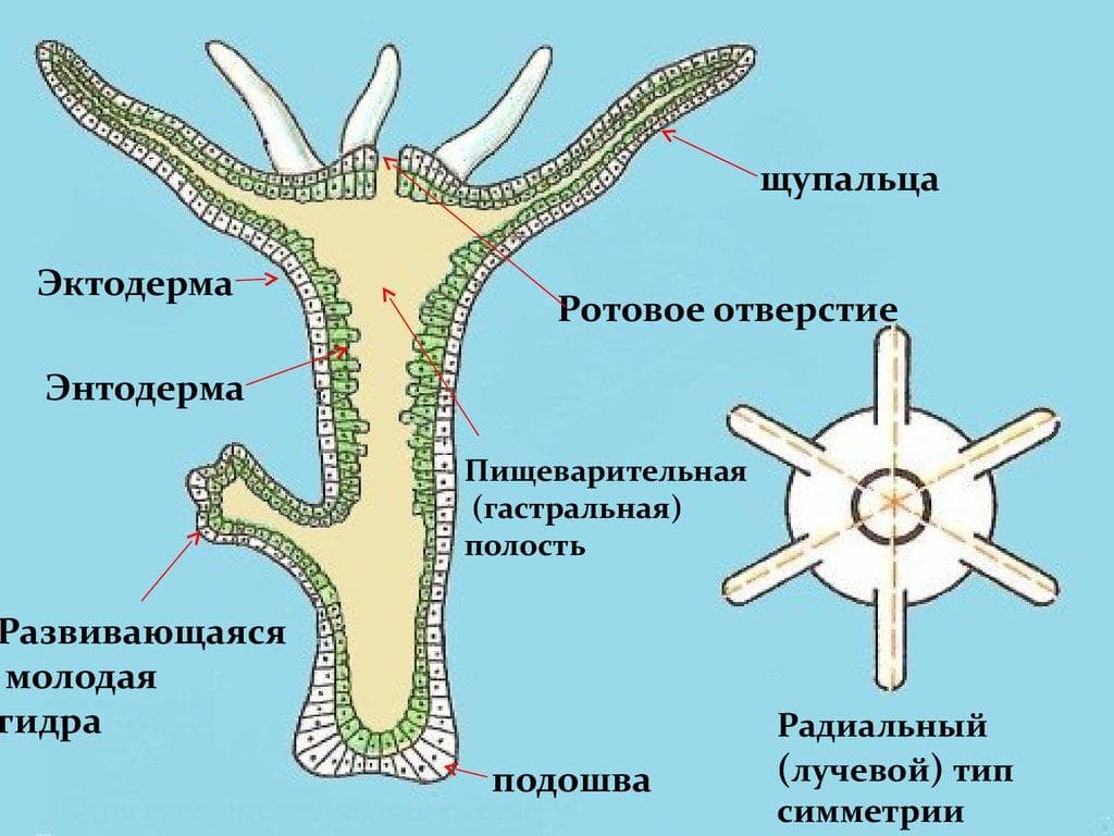 Маркетплейс кракен купить